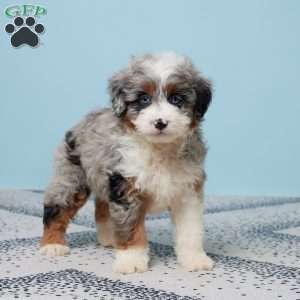 Frankie, Mini Aussiedoodle Puppy